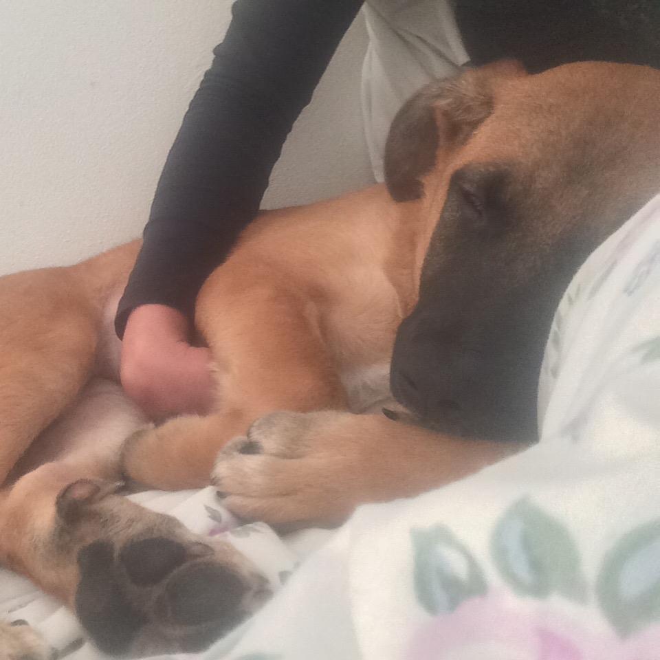 Blanding af racer Bella billede 5