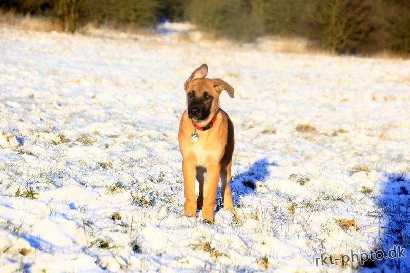 Blanding af racer Bella billede 2