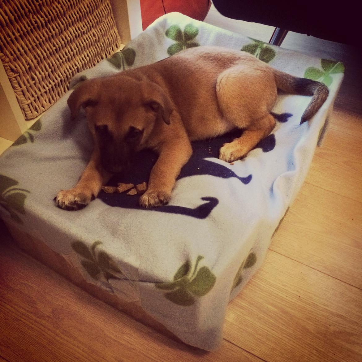 Blanding af racer Bella billede 7