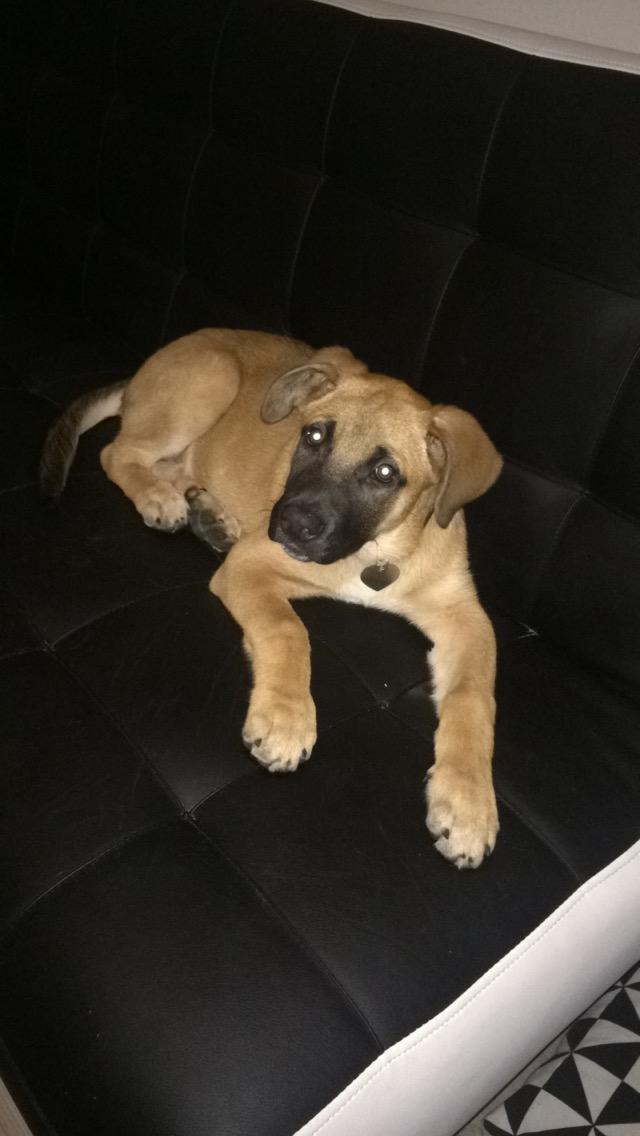 Blanding af racer Bella billede 8