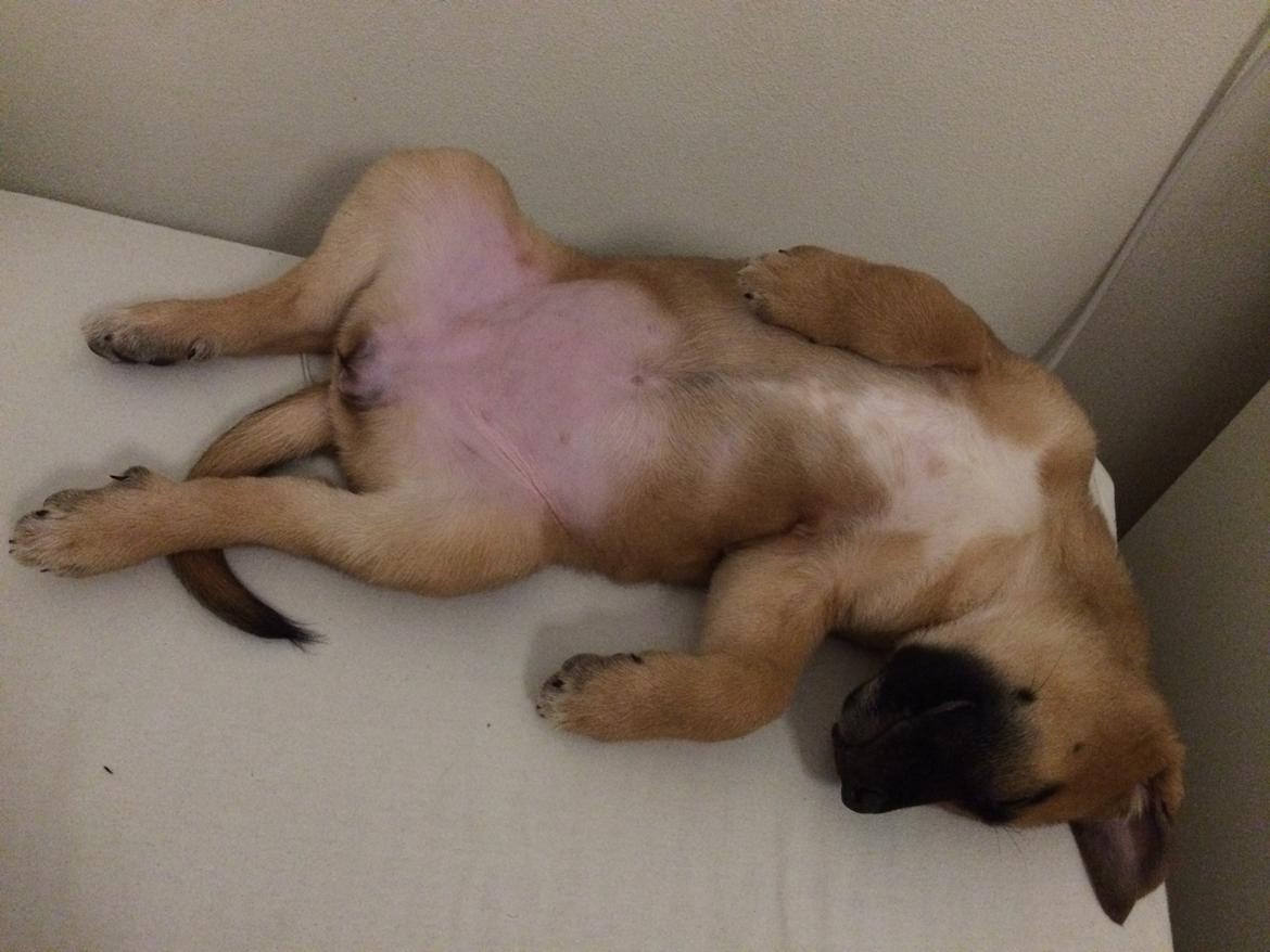 Blanding af racer Bella billede 9