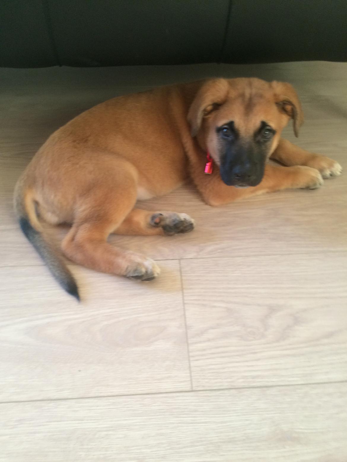 Blanding af racer Bella billede 10