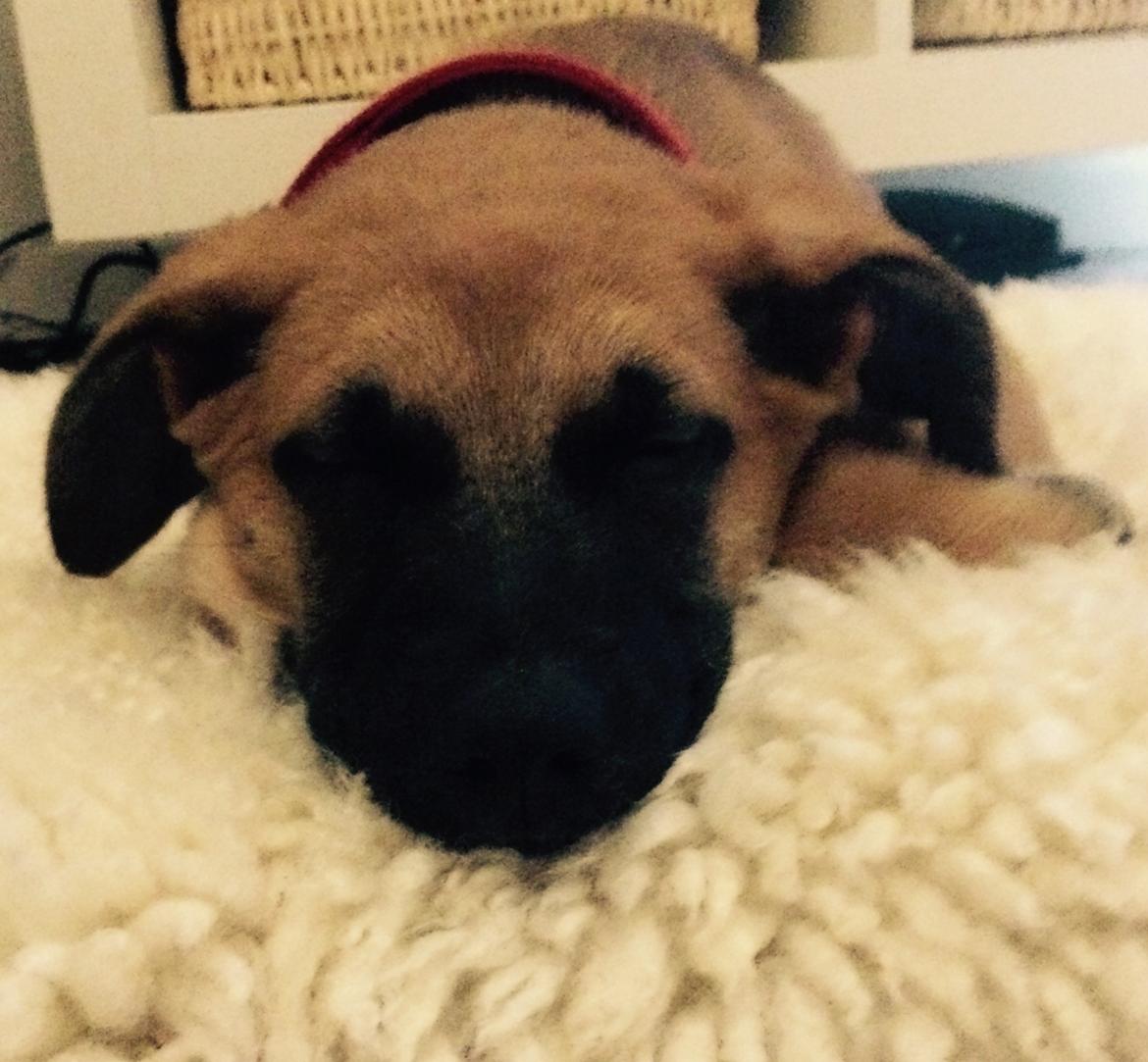 Blanding af racer Bella billede 11