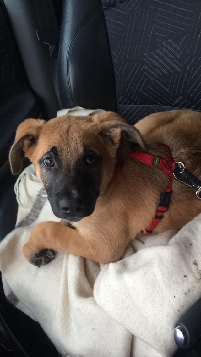 Blanding af racer Bella billede 12