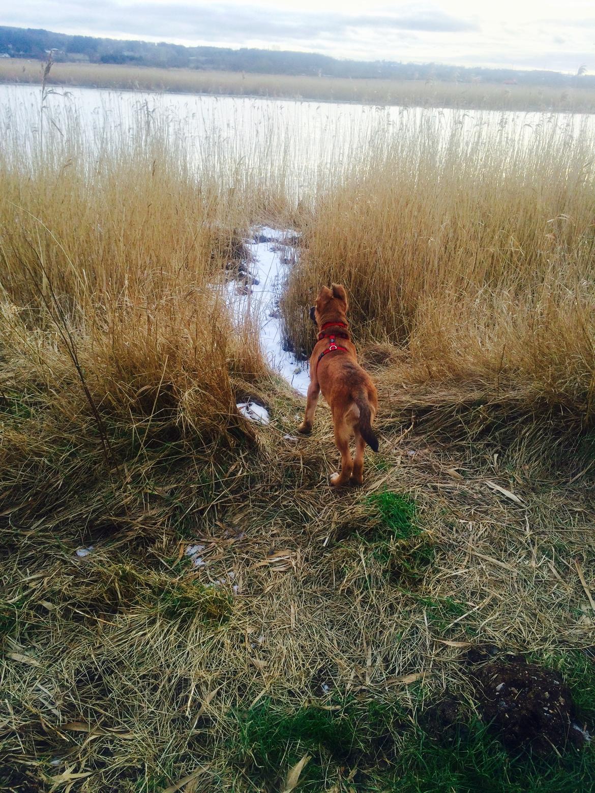 Blanding af racer Bella billede 13