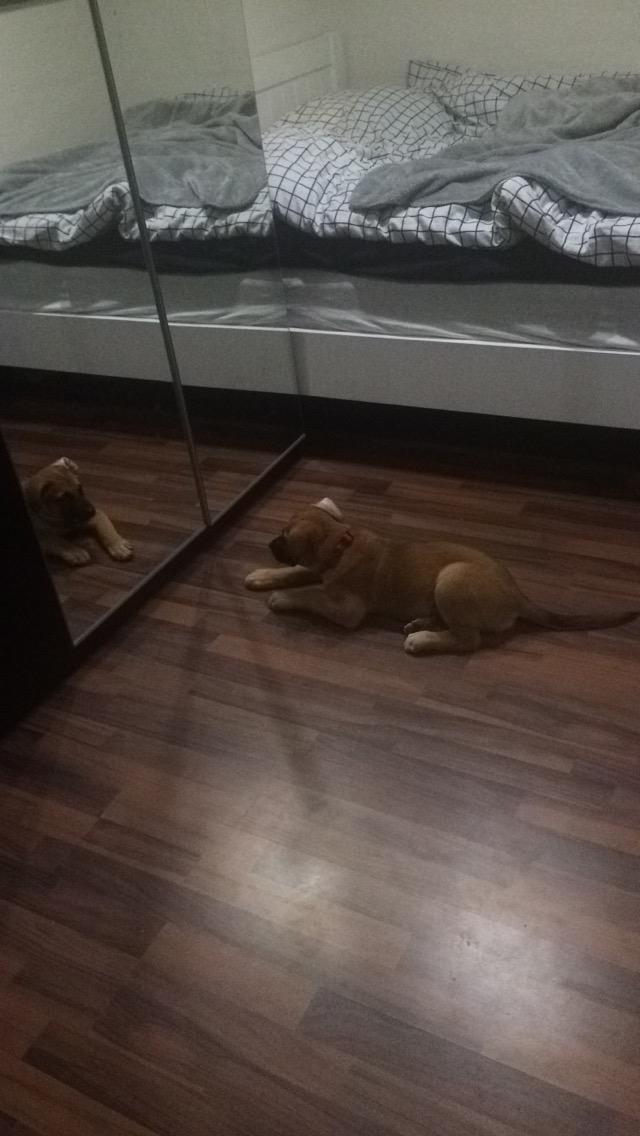 Blanding af racer Bella billede 14