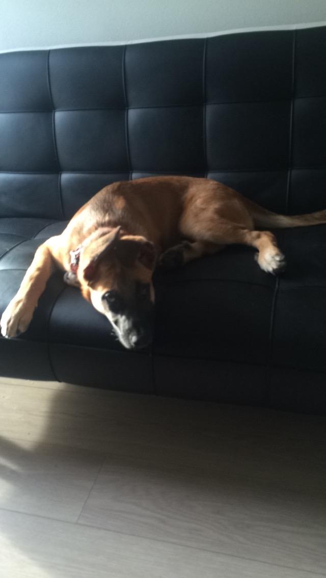 Blanding af racer Bella billede 15