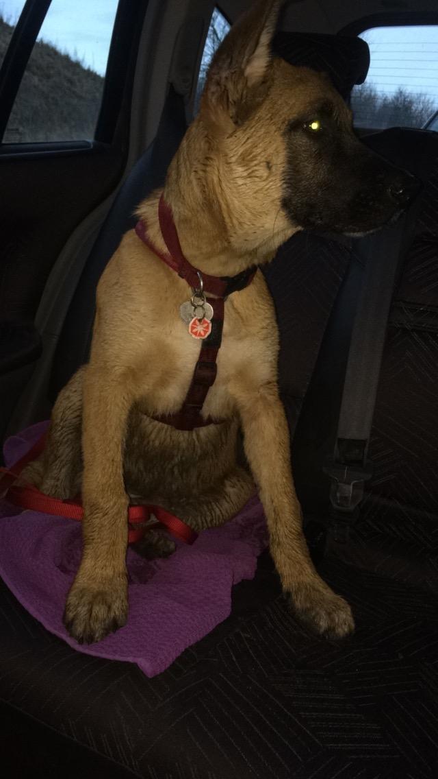 Blanding af racer Bella billede 16