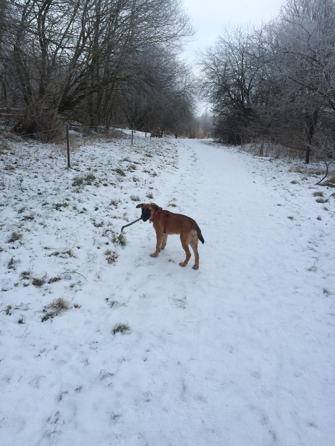 Blanding af racer Bella billede 17