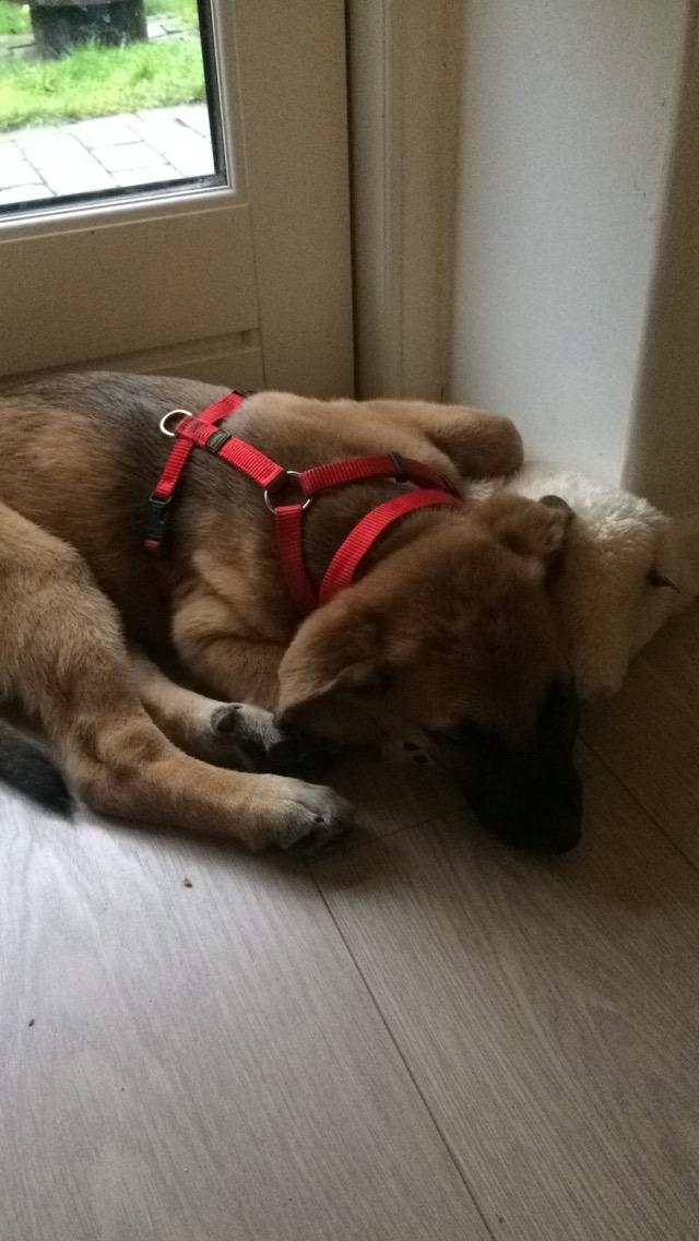 Blanding af racer Bella billede 19