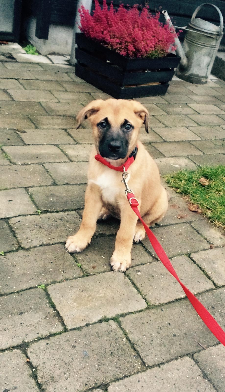 Blanding af racer Bella billede 6