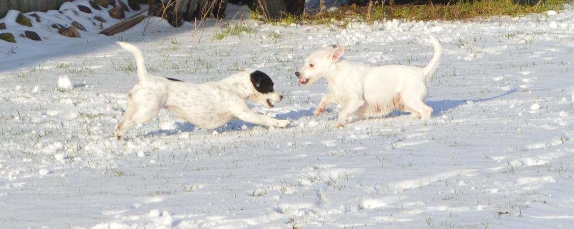 Parson russell terrier My Roest billede 49