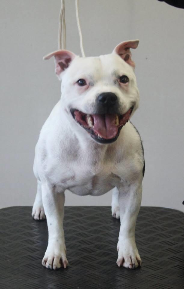 Staffordshire bull terrier Buddha - Der trænes hårdt til første udstilling som veteran :) billede 17