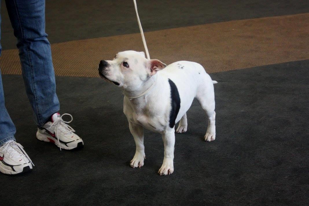 Staffordshire bull terrier Buddha - Der trænes hårdt til første udstilling som veteran :) billede 19