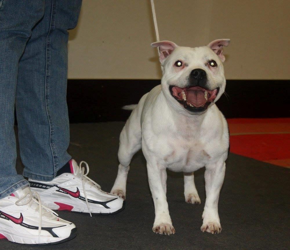 Staffordshire bull terrier Buddha - Der trænes hårdt til første udstilling som veteran :) billede 18