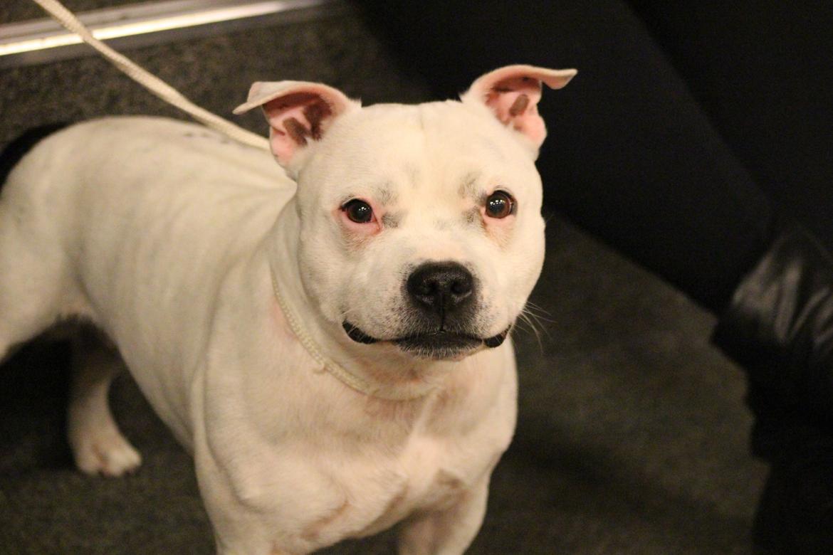 Staffordshire bull terrier Buddha billede 20