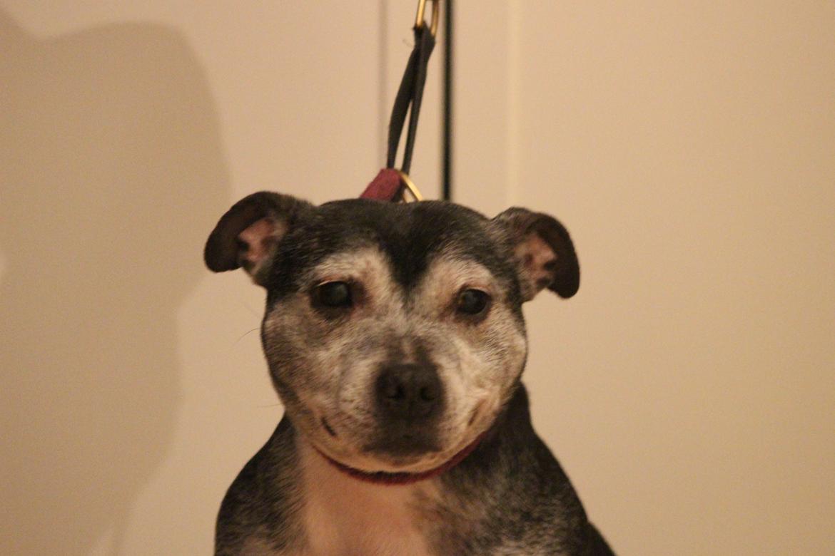 Staffordshire bull terrier Nala billede 27