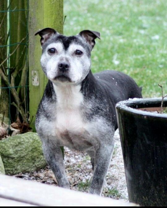 Staffordshire bull terrier Nala billede 28