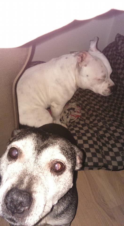 Staffordshire bull terrier Nala - Nala og hendes søn Buddha <3 billede 29