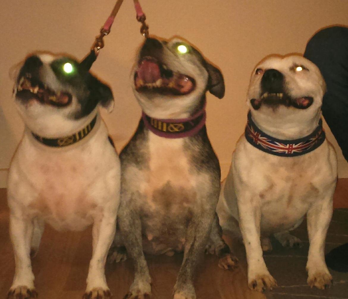 Staffordshire bull terrier Nala - Nala med hendes to babyer Fie og Buddha <3 billede 31