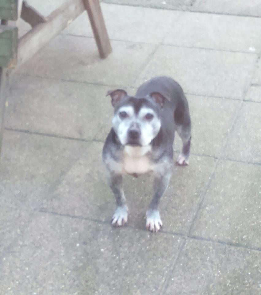 Staffordshire bull terrier Nala billede 30