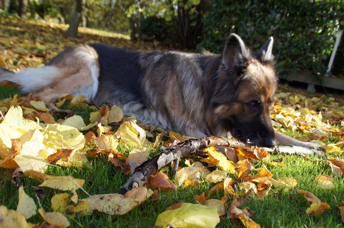 Schæferhund Sila billede 4