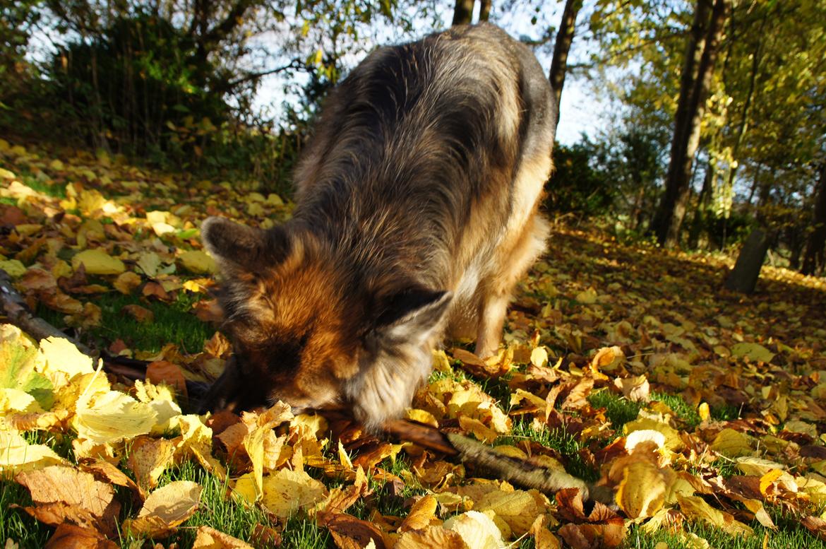 Schæferhund Sila billede 5