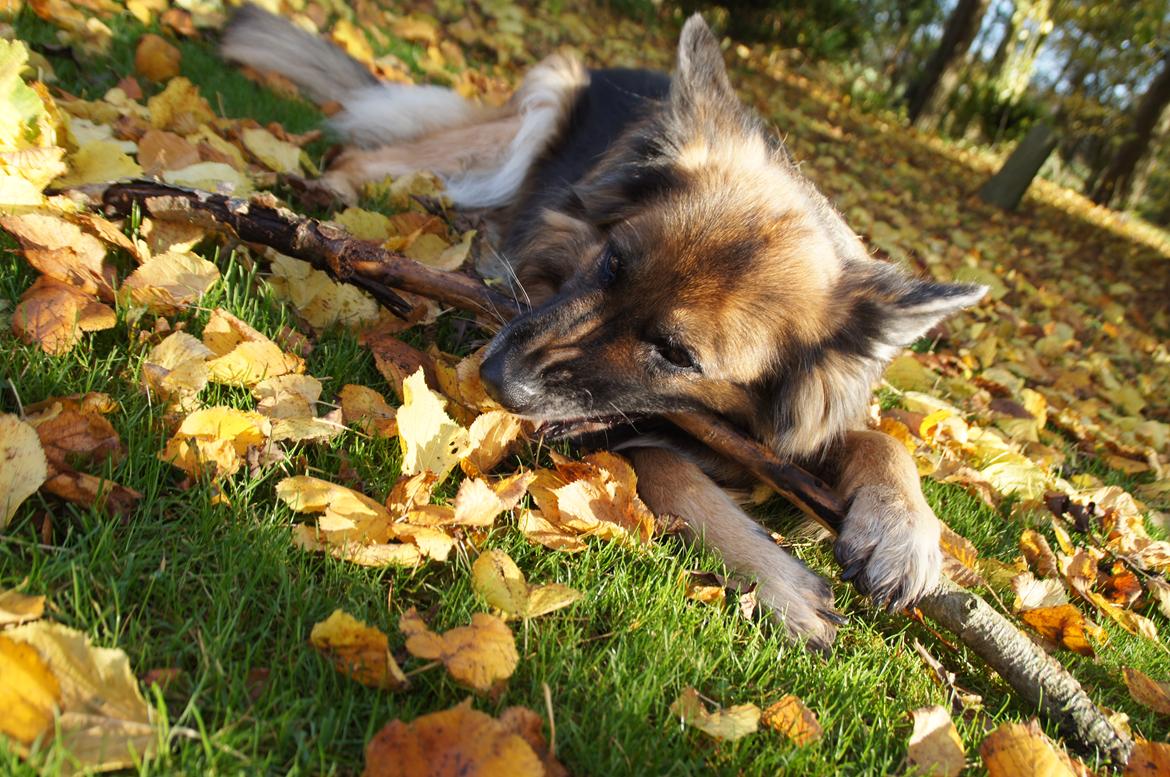Schæferhund Sila billede 1