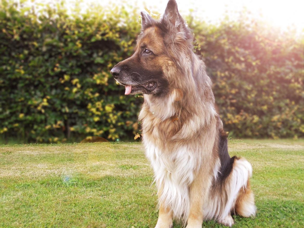 Schæferhund Sila billede 2