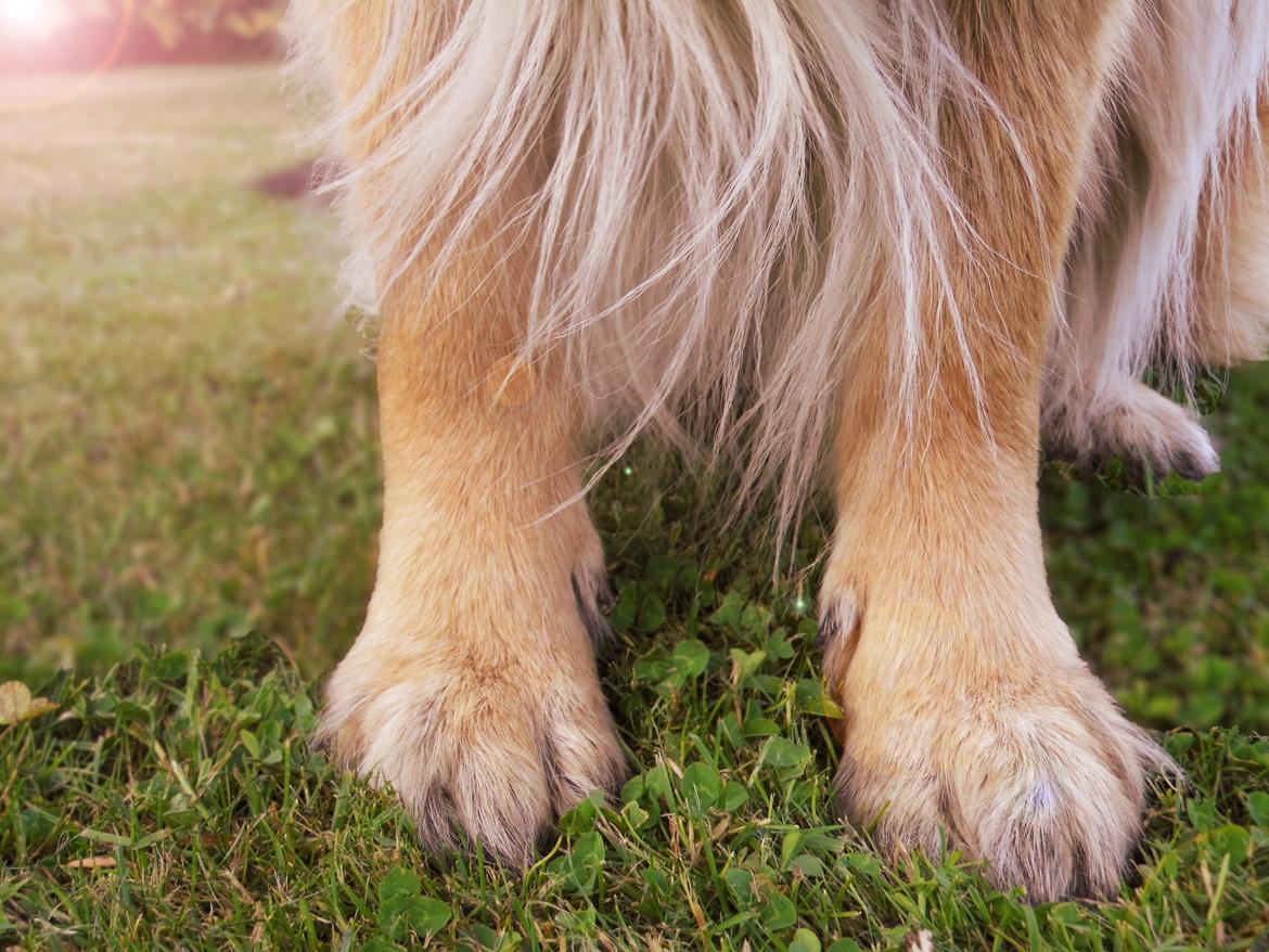 Schæferhund Sila billede 3