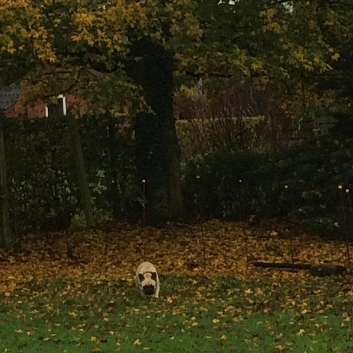 Fransk bulldog Naja billede 4