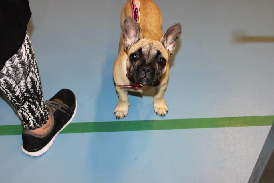 Fransk bulldog Naja billede 1