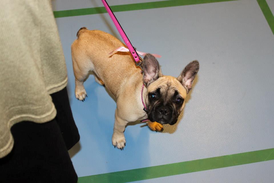 Fransk bulldog Naja billede 2