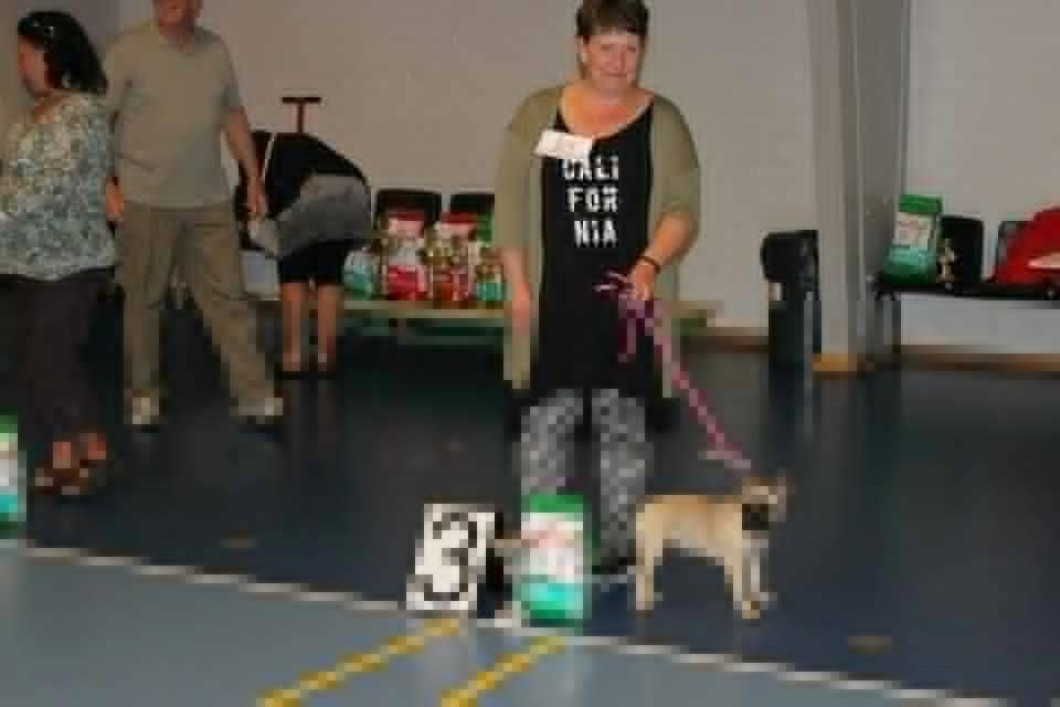 Fransk bulldog Naja billede 3