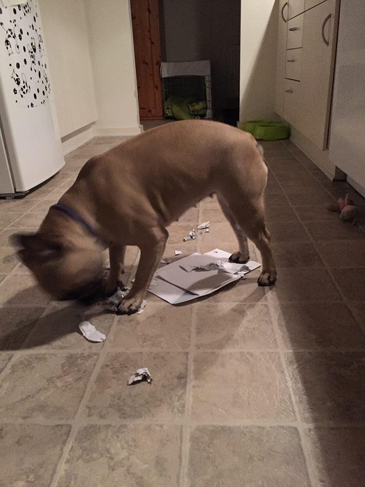 Fransk bulldog Naja billede 5