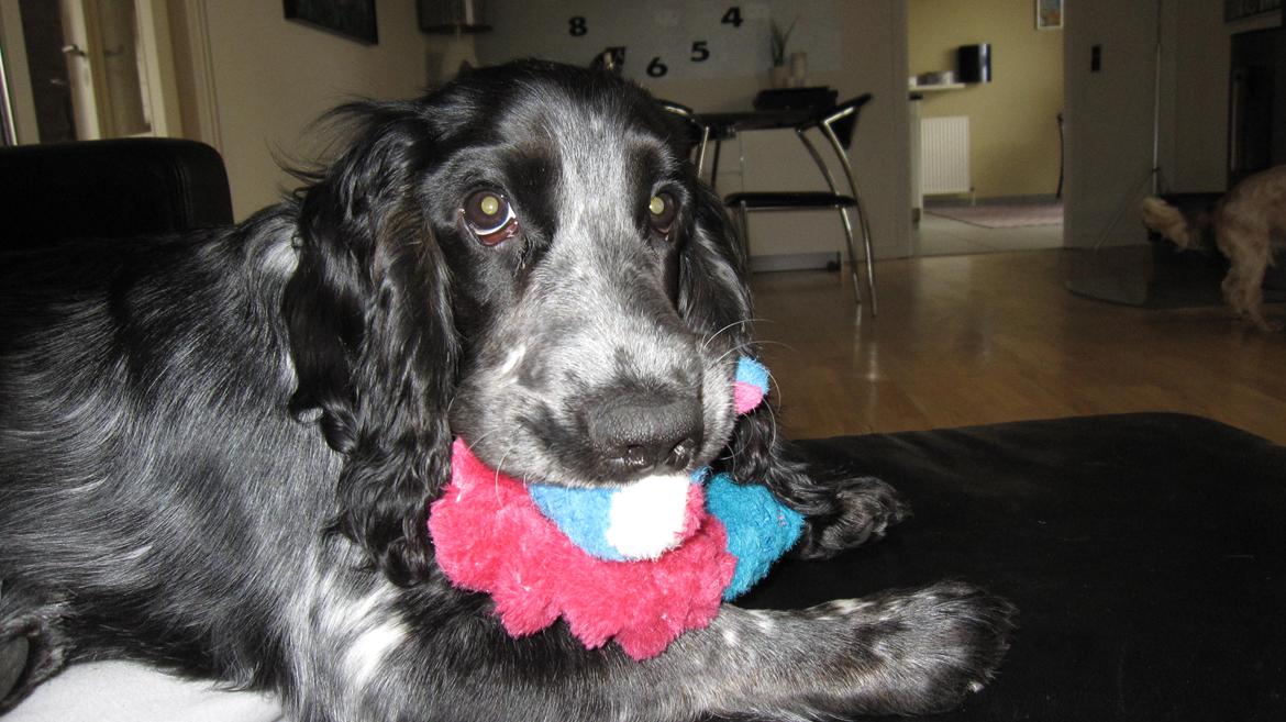 Cocker spaniel Figo billede 15