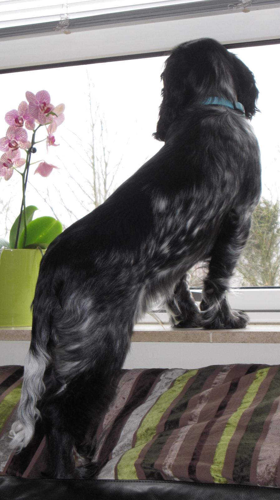 Cocker spaniel Figo billede 17