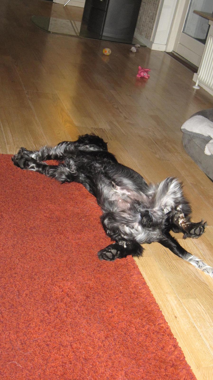 Cocker spaniel Figo billede 18