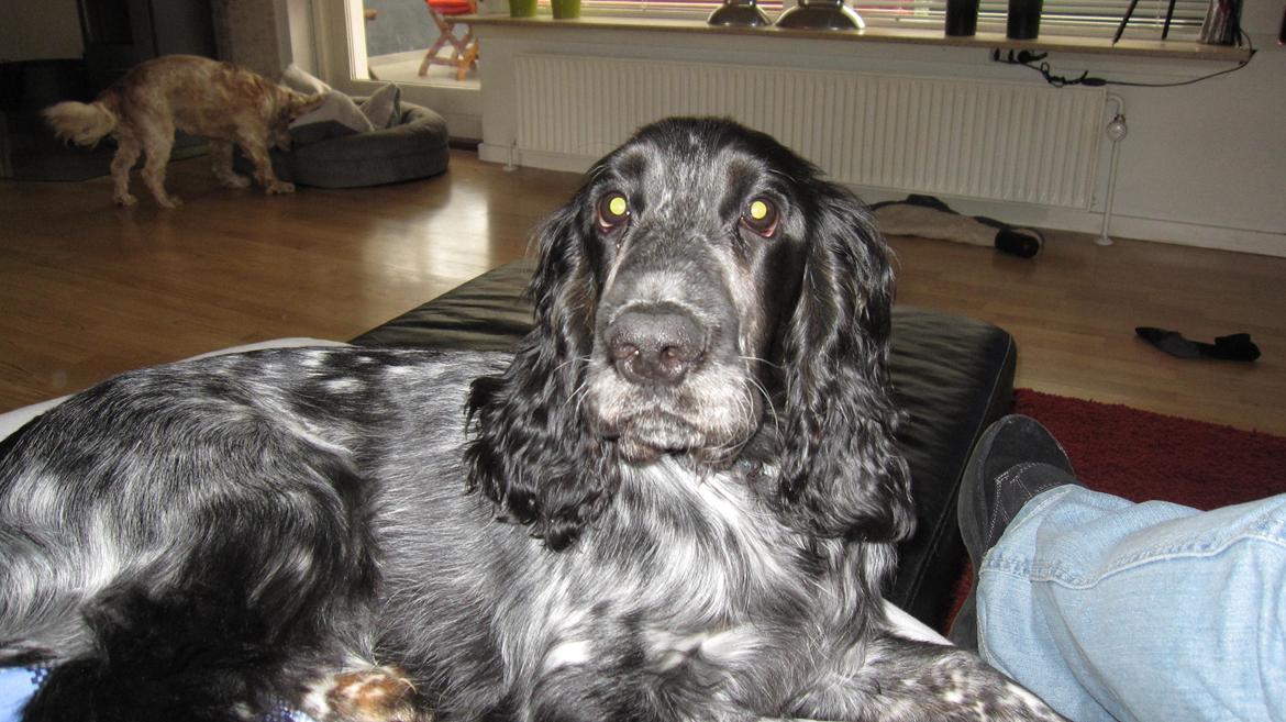 Cocker spaniel Figo billede 16