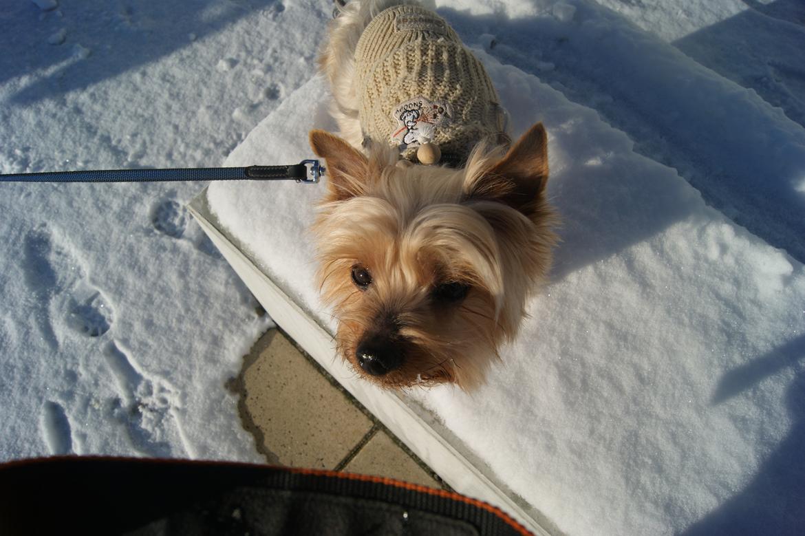 Yorkshire terrier Gibbs billede 1