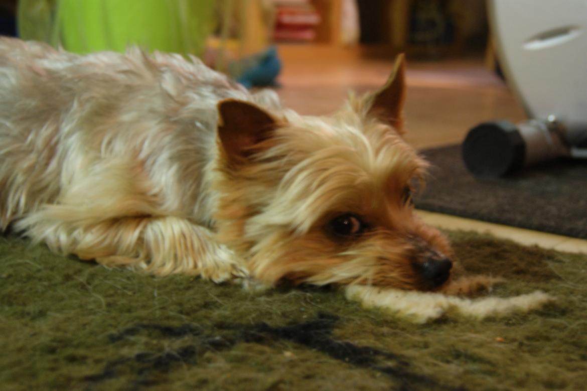 Yorkshire terrier Gibbs billede 2