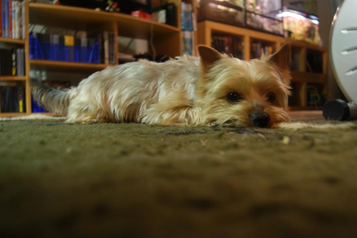 Yorkshire terrier Gibbs billede 3