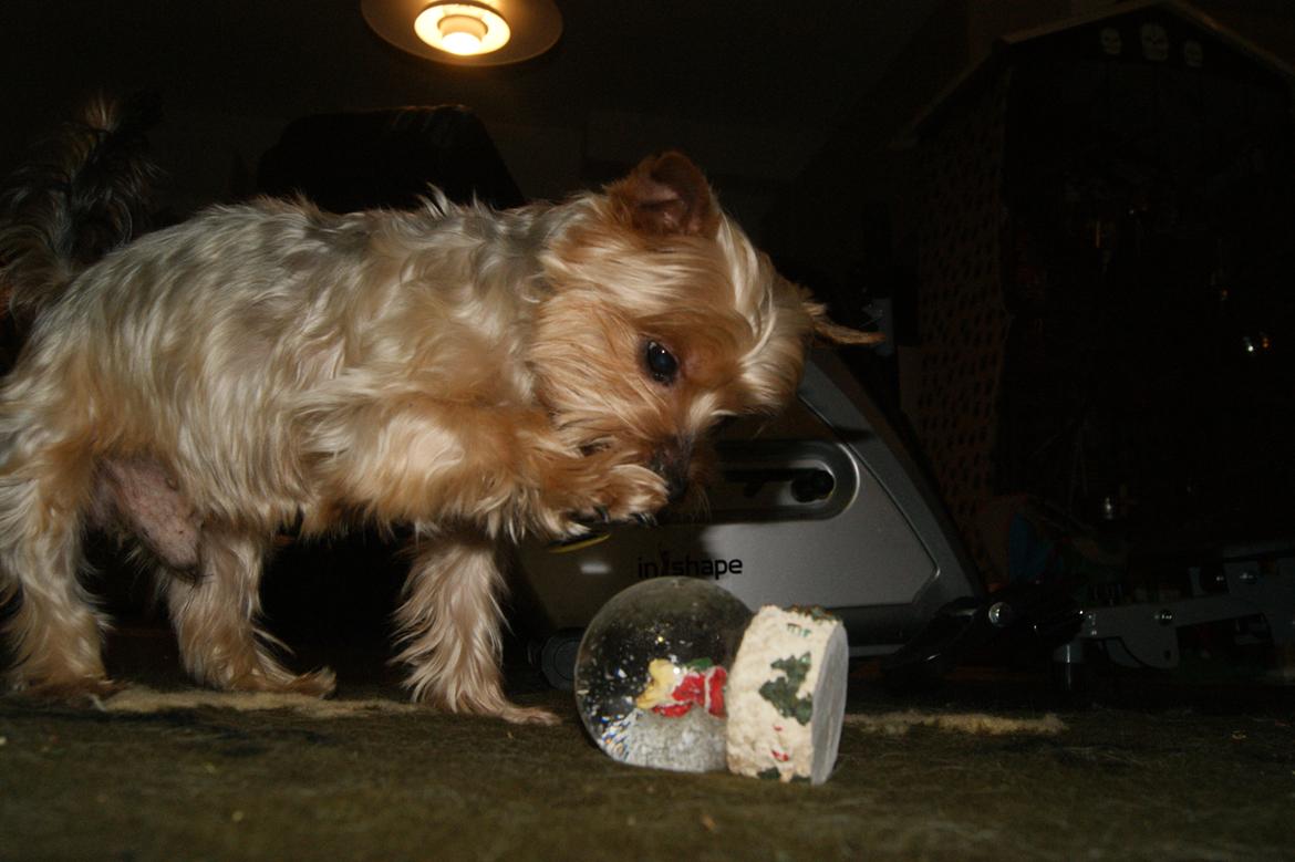 Yorkshire terrier Gibbs billede 4