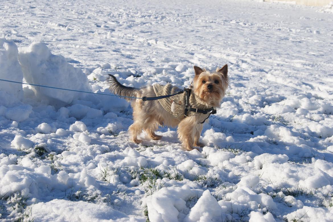 Yorkshire terrier Gibbs billede 5
