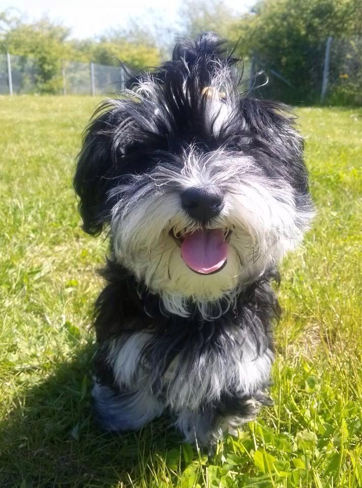 Bichon havanais Meggie billede 7