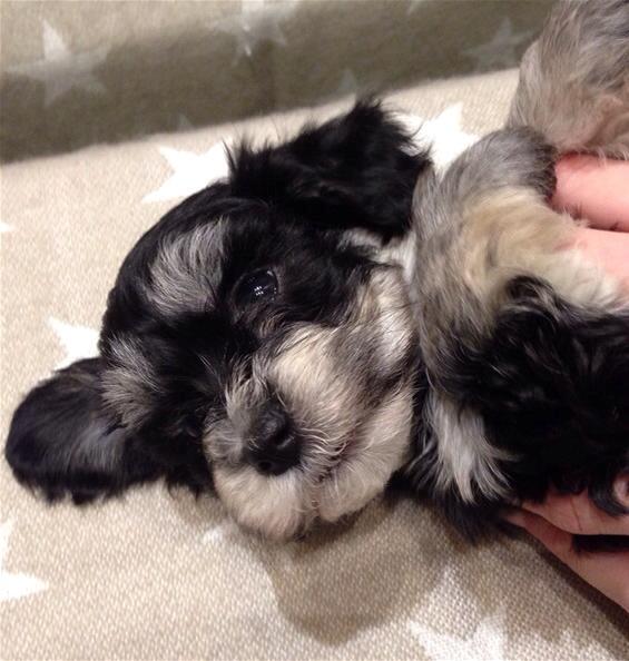 Bichon havanais Meggie - Billede fra opdrætteren :) billede 10