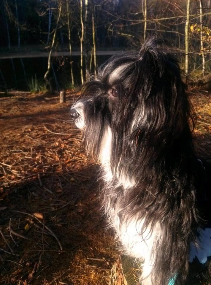 Bichon havanais Meggie billede 6