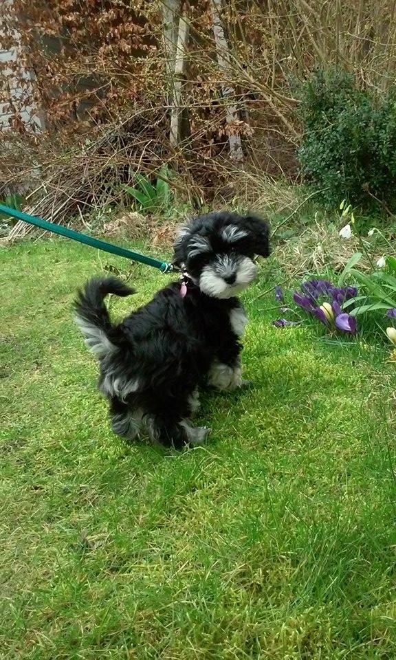 Bichon havanais Meggie billede 8