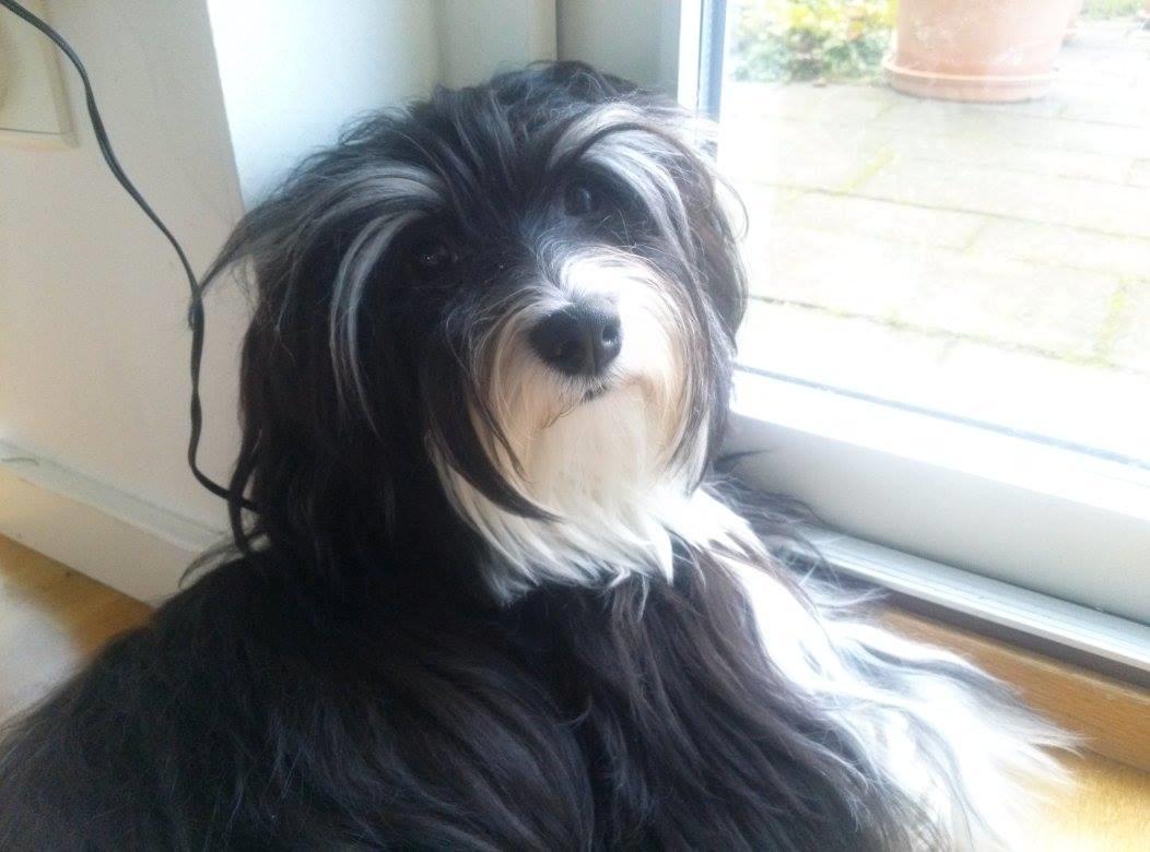 Bichon havanais Meggie billede 5