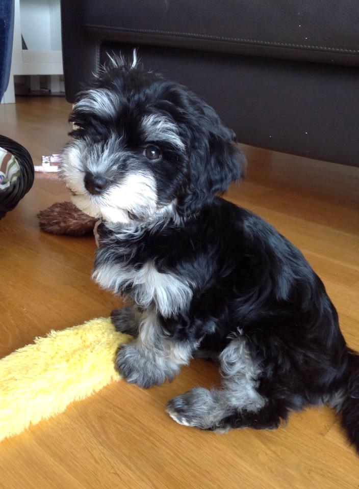 Bichon havanais Meggie billede 9